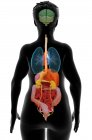 Комп'ютерна ілюстрація, що показує жіноче торс з внутрішніми органами, вид ззаду . — стокове фото