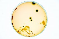 Bakterienkolonien auf Agar-Platte. — Stockfoto