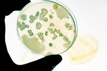 Бактериальные колонии на агарной плите. — стоковое фото