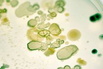 Colônias bacterianas em placa de ágar. — Fotografia de Stock