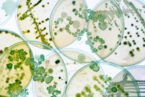 Бактериальные колонии на агарных пластинах — стоковое фото