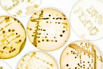 Colônias bacterianas em placas de ágar — Fotografia de Stock