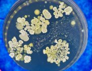 Fungal colonies on agar plate. — Stock Photo