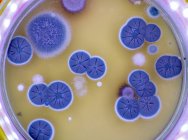 Грибковые колонии на агарной пластине — стоковое фото