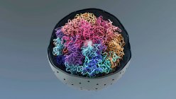 Cromatina no núcleo celular, ilustração. Cromatina é a forma condensada de DNA (ácido desoxirribonucleico) e proteínas encontradas no núcleo celular. — Fotografia de Stock