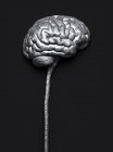 Cerebro humano y médula espinal, ilustración por computadora - foto de stock