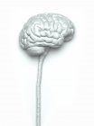 Cerebro humano y médula espinal, ilustración por computadora - foto de stock