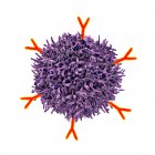 Клетки B и антитела, компьютерная иллюстрация — стоковое фото