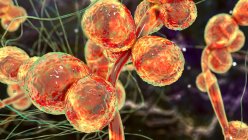 Ilustración por ordenador de hongos unicelulares (levadura) Candida auris - foto de stock