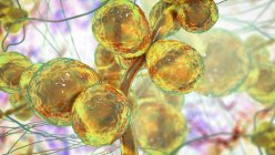 Комп'ютерна ілюстрація одноклітинного гриба (озеро) Candida auris — стокове фото