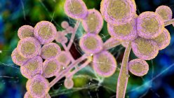 Компьютерная иллюстрация одноклеточного грибка (дрожжей) Candida auris — стоковое фото