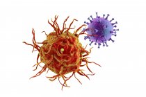 Interacción entre el virus y la célula dendrítica, ilustración por ordenador. Las células dendríticas desempeñan un papel crucial en la iniciación de respuestas inmunitarias contra los virus - foto de stock