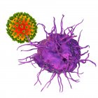 Interação entre vírus e células dendríticas, ilustração computacional. As células dendríticas desempenham um papel crucial no início das respostas imunitárias contra os vírus — Fotografia de Stock