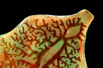 Leberwürmer. Computerillustration des erwachsenen Leberegels (Fasciola hepatica), Parasit von Schafen, Rindern und Menschen. Menschen nehmen Egel-Larven auf, indem sie befallene Vegetation fressen — Stockfoto
