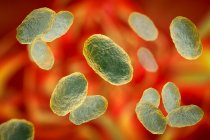 Комп'ютерна ілюстрація грипу гемофілу, бактерій коккобацилу — стокове фото
