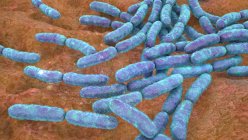 Bactéries Lactobacillus, illustration informatique. Composante principale du microbiome de l'intestin grêle humain — Photo de stock