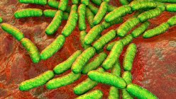 Lactobacillus bacteria, ilustración por ordenador. Componente principal del microbioma del intestino delgado humano - foto de stock