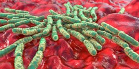 Bactérias Lactobacillus, ilustração computacional. Componente principal do microbioma do intestino delgado humano — Fotografia de Stock