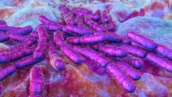 Бактерии Lactobacillus, компьютерная иллюстрация. Основной компонент микробиома тонкой кишки человека — стоковое фото