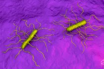Listeria monocytogenes bacteria, ilustración por computadora. L. monocytogenes es el agente causal de la listeriosis enfermedad humana - foto de stock