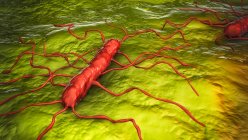 Listeria monocytogenes bacteria, computer illustration. L. monocytogenes is the causative agent of the human disease listeriosis — Stock Photo
