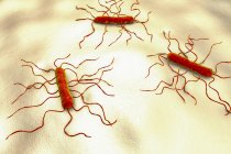 Listeria monocytogenes bactérias, ilustração do computador. L. monocytogenes é o agente causador da listeriose da doença humana — Fotografia de Stock