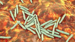 Tuberkulose-Bakterien. Computerillustration von Mycobacterium tuberculosis Bakterien, den grampositiven stabförmigen Bakterien, die die Krankheit Tuberkulose verursachen — Stockfoto
