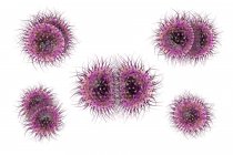 Meningitis bacteria (Neisseria meningitidis), computer illustration — Stock Photo