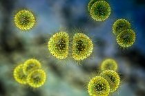 Бактерии менингита (Neisseria meningitidis), компьютерная иллюстрация — стоковое фото