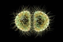 Bactérias meningites (Neisseria meningitidis), ilustração computacional — Fotografia de Stock