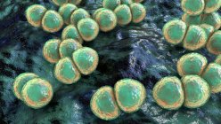 Стрептококові бактерії пневмонії (пневмококи), комп'ютерна ілюстрація — стокове фото