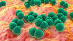 Бактерии Streptococcus pneumoniae (pneumocci), компьютерная иллюстрация — стоковое фото