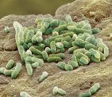 Цветной сканирующий электронный микрограф палочкообразных, грам-отрицательных бактерий Escherichia coli, широко известных как E. coli — стоковое фото