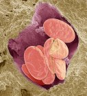 Cobra glóbulos vermelhos. Micrografia eletrônica de varredura colorida (MEV) de glóbulos vermelhos inteiros e fraturados (eritrócitos, vermelhos) em um pequeno vaso sanguíneo de uma cobra — Fotografia de Stock