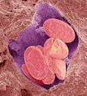 Glóbulos rojos de serpiente. Micrografía electrónica de barrido de color (SEM) de los glóbulos rojos (eritrocitos, rojos) enteros y fracturados en un pequeño vaso sanguíneo de una serpiente - foto de stock