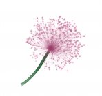 Lucy palla fiore (Allium sp. ), raggi X colorati. — Foto stock