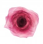 Cabeza de rosa rosada (Rosa centifolia), rayos X de color. - foto de stock