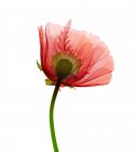 Poppy (Papaver orientalis), raios-X coloridos — Fotografia de Stock