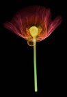 Poppy (Papaver orientalis), coloured X-ray — Stock Photo