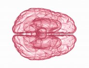 Cerebro humano, ilustración por ordenador - foto de stock