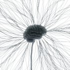 Человеческая нервная система, компьютерная иллюстрация — стоковое фото