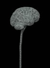 Людський мозок і спинний мозок, ілюстрація . — стокове фото