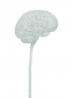 Cerebro humano y médula espinal, ilustración. - foto de stock