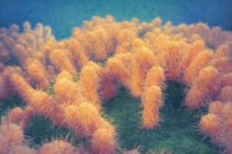 Бактерии кишечной палочки, иллюстрация. Escherichia coli - палочковидная бактерия (bacillus). Его клеточная мембрана покрыта тонкими нитями, называемыми пили или фимбрии. — стоковое фото