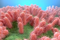 Batteri E. coli, illustrazione. Escherichia coli è un batterio a forma di bacillo (bacillus). La sua membrana cellulare è ricoperta da filamenti fini chiamati pili o fimbriae — Foto stock