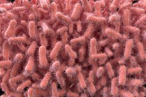 E. coli Bakterien, Abbildung. Escherichia coli ist ein stabförmiges Bakterium (Bazillus). Seine Zellmembran ist mit feinen Filamenten, den Pili oder Fimbrien, bedeckt. — Stockfoto