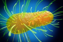 Bactérie E. coli, illustration. Escherichia coli est une bactérie en forme de tige (bacille). Sa membrane cellulaire est recouverte de filaments fins appelés pili ou fimbriae — Photo de stock
