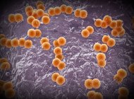 Иллюстрация бактерий Neisseria meningitidis. N. meningitidis - это грамотрицательные диплококки (сферические бактерии, расположенные парами), передаваемые дыхательным путем. — стоковое фото