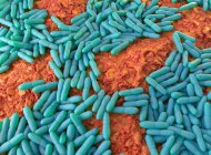 Illustration von Mycobacterium leprae, grampositiven Bakterien, die Ursache der Lepra-Hansens-Krankheit sind — Stockfoto