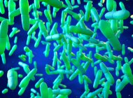 Ілюстрація Mycobacterium leprae, грам-позитивних бактерій, які є причиною хвороби Хансена. — стокове фото